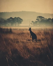 Kangaroos in Australia's Golden Fields: Nature's Charm