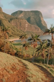 Serene Palms and Rocks of Australia: Cozy Landscape