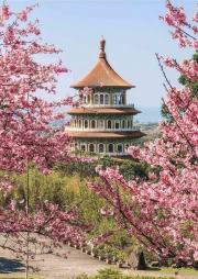 Spring Pagoda Amongst Cherry Blossoms: The Charm of China