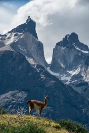 The Majesty of Chile's Mountains and the Lonely Llama: Nature's Inspiration