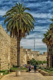 The Warmth of Israeli Stones and the Majesty of Palms