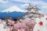 Japanese Spring: Castle and Sakura at the Foot of Fuji