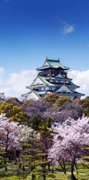 Japanese Castle and Cherry Blossoms: Harmony of the Land of the Rising Sun