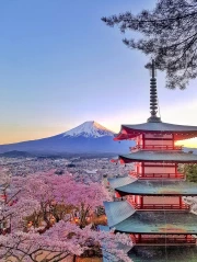 Fuji and Cherry Blossoms: Japanese Harmony