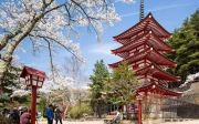 Cherry Blossoms at the Pagoda: Spring Japan
