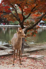 Autumn Deer in Japan's Flame Forest