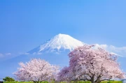 Blooming Sakura and the Majesty of Fuji: Country, Japan