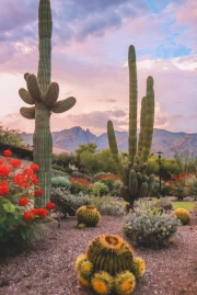 Mexican Village: Sunset over Cacti and Mountains