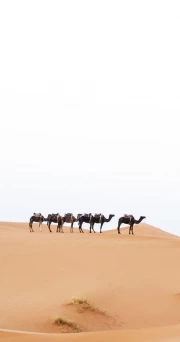Camels in the Sands of Morocco: A Journey Through the Country
