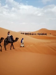 Camel Caravan in the Sands of Morocco: Desert Harmony