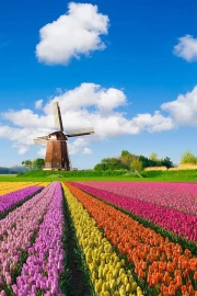 Tulips and a Windmill: The Charm of the Netherlands