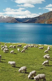 Sheep's Paradise: New Zealand's Mountain Pastoral