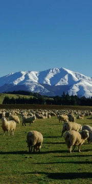 Tranquil Sheep in the Snowy Mountains of New Zealand