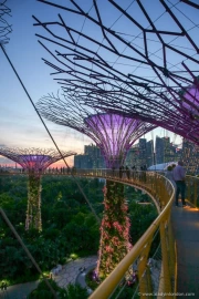 Singapore's Supertrees: Futuristic Night