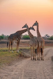 Sunset in the South African Savannah: The Majesty of Giraffes