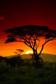 Acacia at Sunset: South Africa in Warm Tones