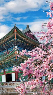 Cherry Blossoms and Architecture of South Korea