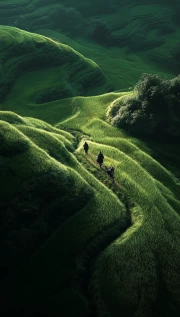 Green Landscapes of Vietnamese Fields: The Subtlety of Nature