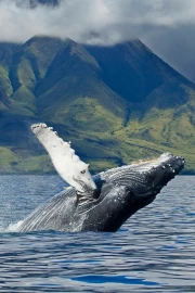 The Majesty of the Whale: Wildlife in Alaska, USA