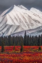 The Grandeur of Alaska's Snowy Peaks: The Scarlet Forest and the Spirit of the American Wilderness