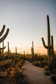 Arizona Grandeur: Sunset Among the Cacti