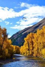 Idaho Autumn Fairytale: Golden Trees and the Serene River