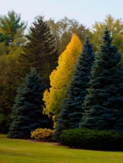 Golden Autumn in Michigan Forests: Vivid Colors of Nature in the USA
