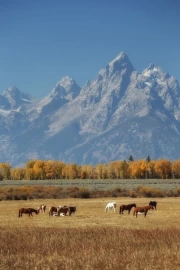 Mountains and Horses of Montana: Comfort and Freedom of the US Wilderness