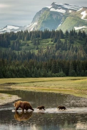 Nature's Tranquility: The Wild Spirit of Montana, USA