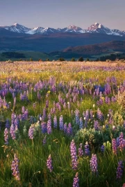 Blooming Landscapes and Mountain Peaks of Montana, USA
