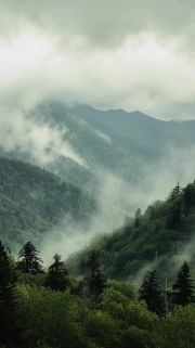 North Carolina's Misty Mountains: Mysterious Forests of the USA