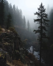 Foggy Morning in Oregon Woods: Wildlife USA