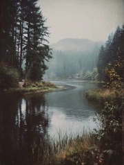 Oregon's Foggy Landscape: Natural Magic of the USA