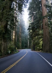 Oregon's Quiet Road: The Grandeur of the US Forest and Skyline