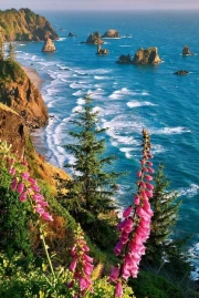 Oregon's Natural Splendor: Coast, Pines, and Flowers