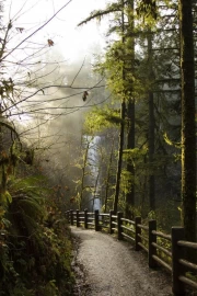 Foggy Morning in Oregon Woods: Cozy Atmosphere of the USA