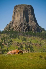 Bull and Devils Tower: The Majesty of South Dakota, USA