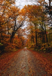Vermont's Golden Autumn: Enchanting Forest of the USA