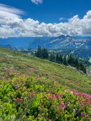 Washington's Serene Mountains: Blooming Meadows of the USA