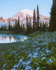 Morning Washington: Mountains and Forest in Bloom