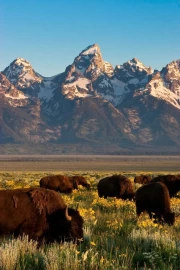 Teton Majesty: Bison of Wyoming, USA