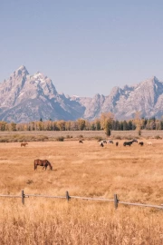 Wyoming's Greatness: Mountains, Prairie, and Free Horses
