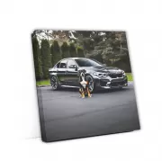 Black BMW M5 with Dog - Power Meets Elegance